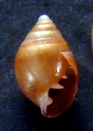 Myosotella cf. denticulata (Montagu,1803)